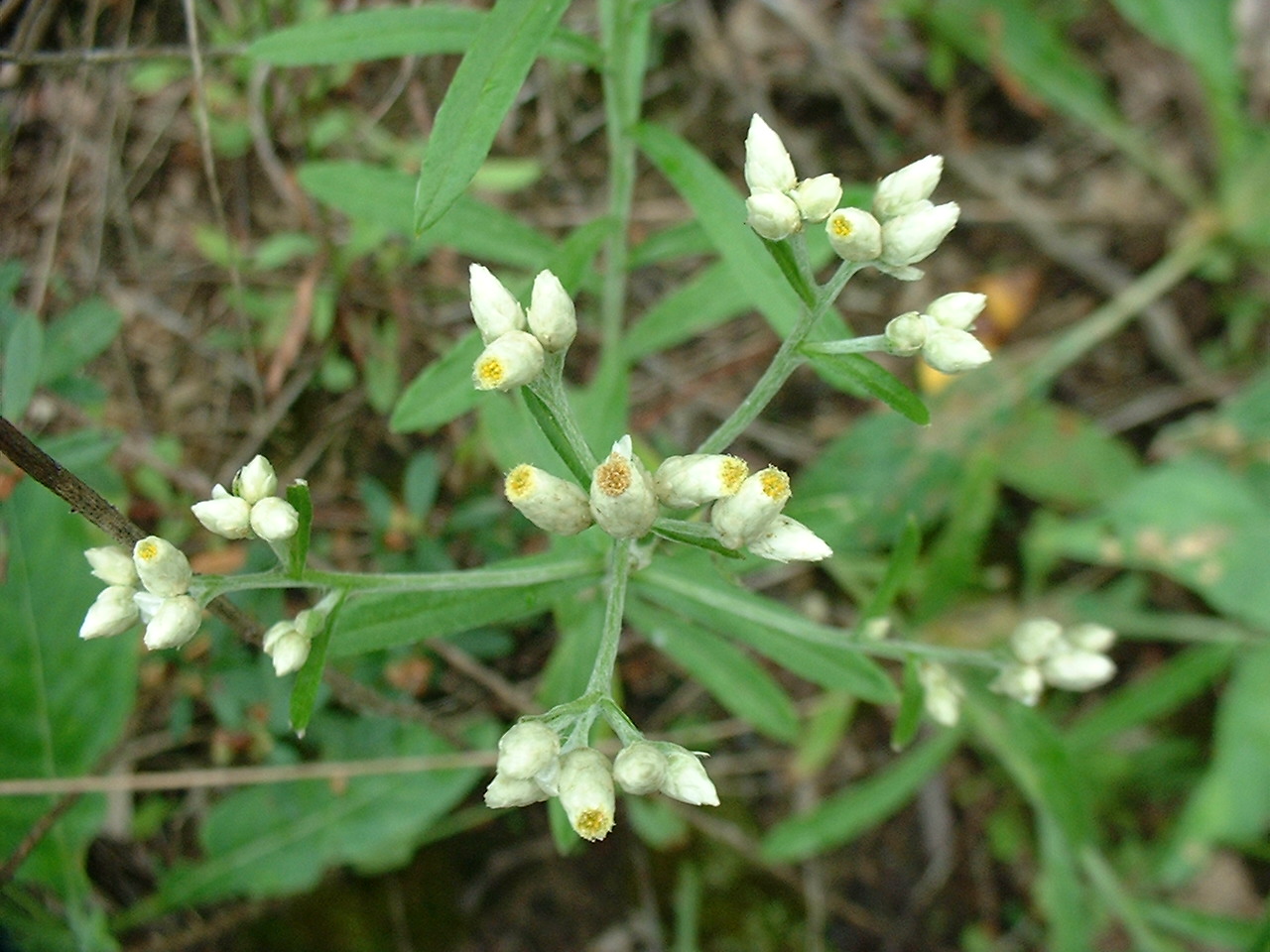 Gnaphalium obtusifolium